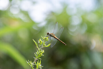 葉に止まるトンボ	
