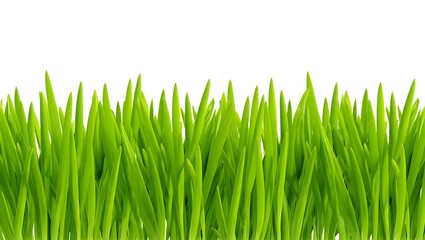Fototapeta premium Vibrant green grass blades growing tall against a clean white background