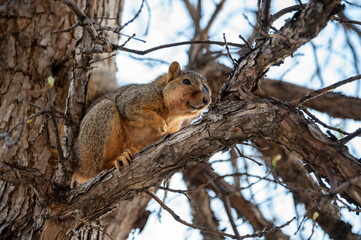 adorable squirrel sitting on a tree branch