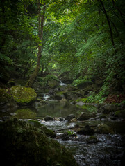 Obraz premium stream in the forest