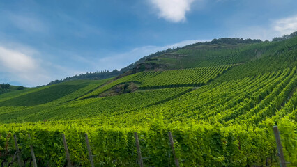 Fototapeta premium Grapes grow on the vineyard terraces of the Mosel River Valley. Wine region of Germany.