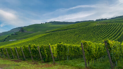 Grapes grow on the vineyard terraces of the Mosel River Valley. Wine region of Germany.