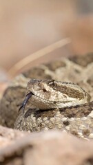 Obraz premium Close-up of a snake's head and upper body, light tan and brown scales, flicking tongue