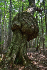 Tree trunk large burls. Rounded outgrowth on a tree trunk. Tree deformity also called burr.