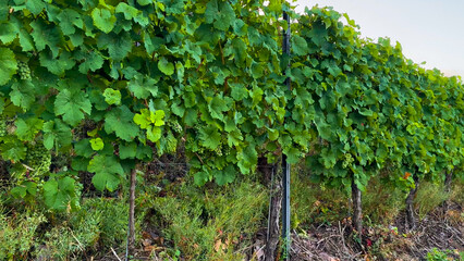 Grapes grow on the vineyard terraces of the Mosel River Valley. Wine region of Germany.