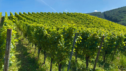 Grapes grow on the vineyard terraces of the Mosel River Valley. Wine region of Germany.