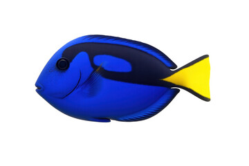 Regal blue tang swimming with transparent background