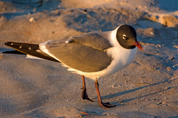 Laughing gull seagull on beach in St. Augustine Florida