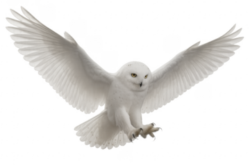 Snowy owl flying with spread wings on transparent background