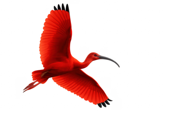 Scarlet Ibis flying with transparent background