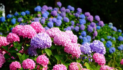 Vibrant pink and blue hydrangea blossoms fill the springtime garden, showcasing a colorful array of flower clusters.