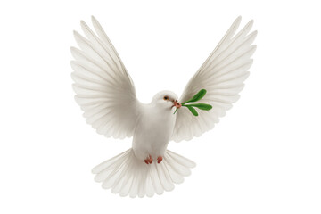 White dove carrying olive branch on transparent background