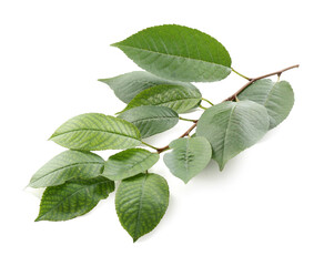 Tree branch with fresh green leaves isolated on white