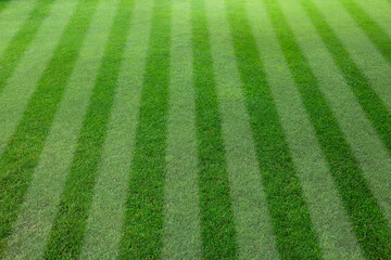 Fresh green lawn cut in stripes, closeup