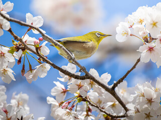 桜とメジロ