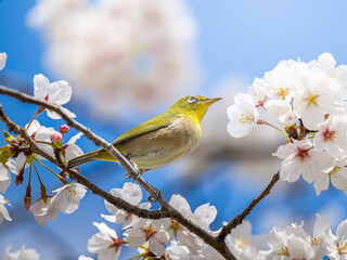 桜とメジロ