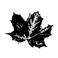 Naklejka premium Leaf ink stamp. Black maple leaf imprint. Herbarium print isolated on white. Vector template for your creative designs.
