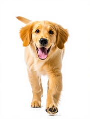 Playful Golden Retriever Puppy Running Towards the Camera
