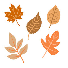 A collection of five autumn leaves is perfect for your autumn design.
