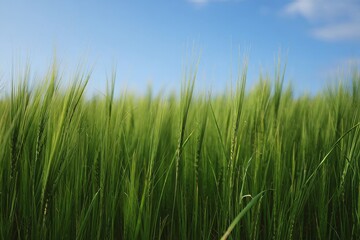 Lush Green Wheat Field Under Blue Sky - Summer Agriculture