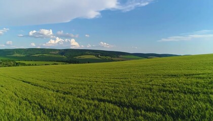 Naklejka premium A vast expanse of vibrant green wheat field stretches across rolling hills under a clear blue sky dotted with fluffy white clouds.