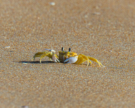 Fiddler crab on the sand