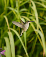 Hummingbird flying in front of green leaves