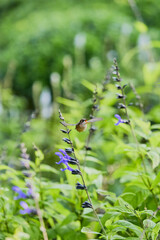Hummingbird flying with open beak near purple flowers