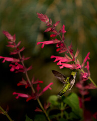 Hummingbird flying among red flowers in garden