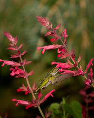 Hummingbird drinking nectar from red blossoms