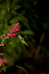 Hummingbird feeding on red flower blossom