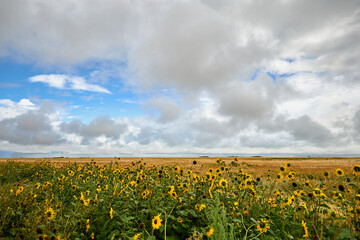 Sunflower field under blue sky with clouds