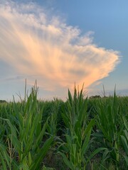 corn field at sunset