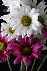 white or wine color chrysanthemum on black background.