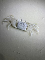 crab on the beach
