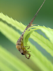 P9180069 side view, vertical, jumping bristletail, Machilidae, cECP 2024