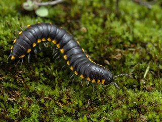 P9180120 yellow-spotted millipede, Harpaphe haydeniana, crawling on moss, cECP 2024