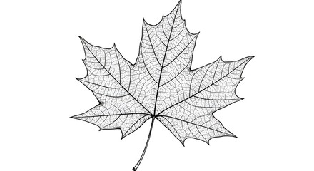 Fototapeta premium Detailed blackandwhite line drawing of a maple leaf with its intricate vein pattern visible against a plain white background
