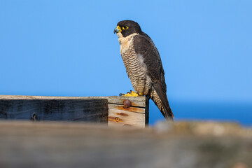 Peregrine Falcon Perched Against a Clear Blue Sky
