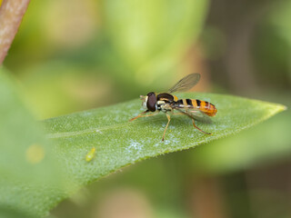 P8240197 male hoverfly, Sphaerophoria sulphuripes, grooming its front legs, cECP 2025