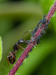 P7050038 Western carpenter ant, Camponotus modoc, tending aphids on stinging nettle, cECP 2025