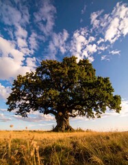 Fototapeta premium Majestic Oak Tree Symbolizing Growth and Resilience in Nature, Promoting Mental Health and Well-being