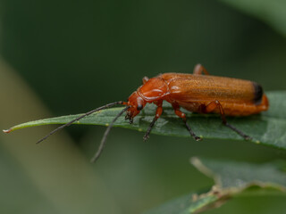 P7270244 European common red soldier beetle, Rhagonycha fulva, on leaf, cECP 2025