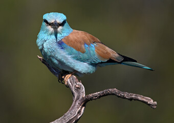 una carraca azul europea posada en una rama de un arbol