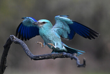 una carraca europea posada en la rama de un arbol