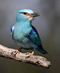 European Roller, Coracias garrulus, single bird on branch