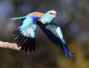 una carraca azul europea posada en una rama de un arbol