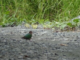 A Chalcophaps indica bird looking for food on the ground.