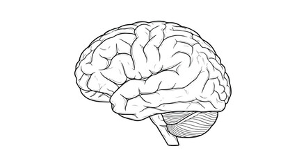 Intricate human brain illustration showcases complex cognitive structures and neurological processes outlined with precision in monochromatic design