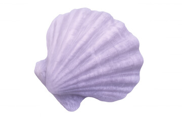 Fototapeta premium Studio shot of a purple scallop shell on a transparent background, highlighting its delicate ridges and natural beauty